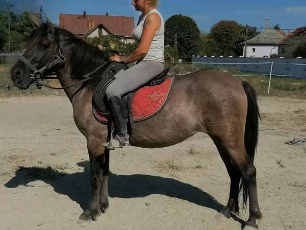 घोड़ी, Polish pony