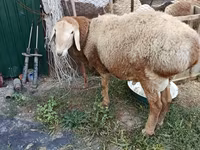 كبش, Rhon sheep — الصورة 2