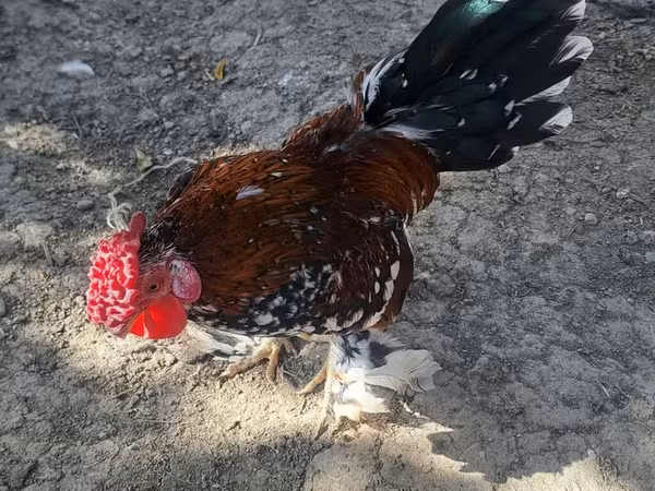 Chickens