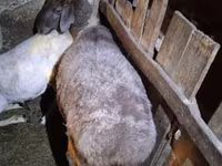 Ovce, Adal sheep — foto 1