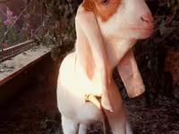 Kozioł, Kamori goats — zdjęcie 2