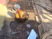 Pekin Bantam — foto 5