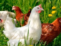 Chickens — foto 4