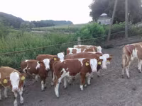 Buğa, Simmental cattle — foto 2
