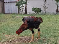 Chickens — photo 2