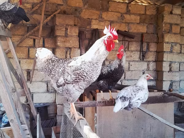 Chickens — Azərbaycan