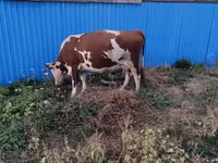 Cow, Latvian Blue cattle — photo 2
