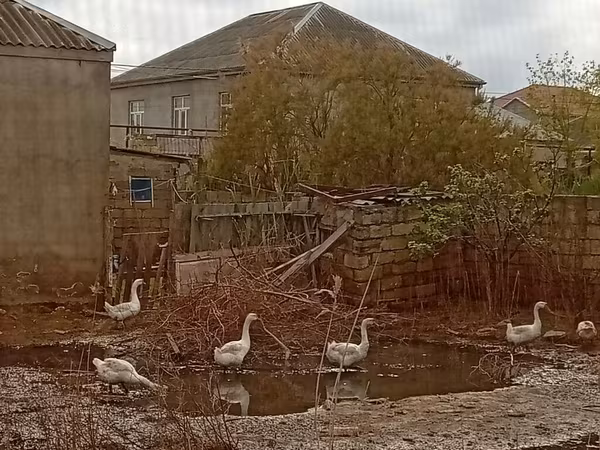 Geese — Azərbaycan