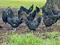 Chickens — Foto 2