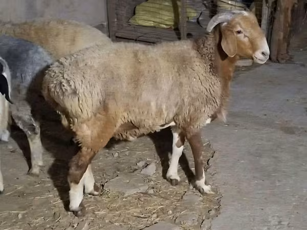 Beran, Ovce