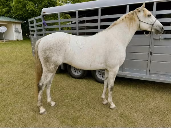 Hengst, Missouri foxtrotter