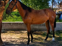فرس, Thoroughbred horse — الصورة 1
