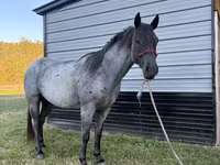 घोड़ा, Quarter Horse — फ़ोटो 8