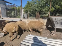 Ram, Sheep — photo 6