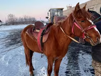 Kůň, Kazakh horse — foto 3