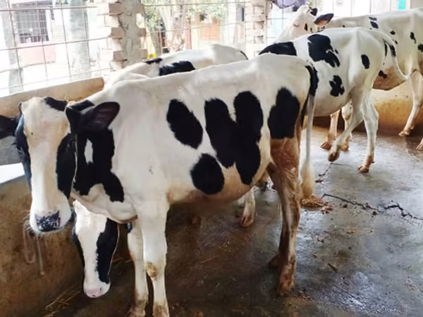 गाय, Russian Black pied cattle