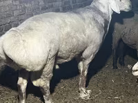 Qoç, Afghan Arabi sheep — foto 4