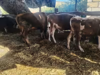 Kuh, Simmental cattle — Foto 1