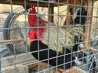 Chickens — photo 1