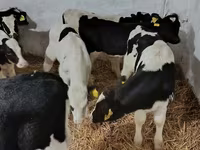 Bull, Holstein breed — photo 6