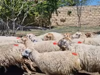 母羊, Sheep — 照片 2