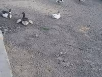 Geese — photo 3