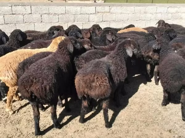 Qoç, Qoyunlar