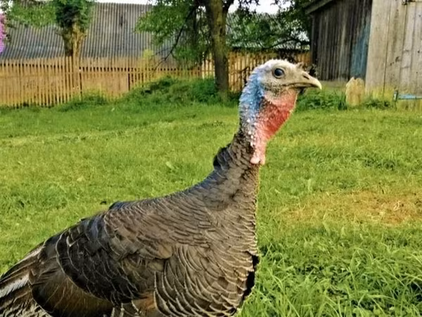 Turkeys — Azerbaijan