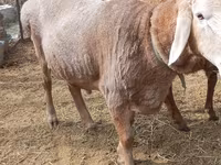 Beran, Katum sheep — foto 3