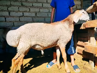 Qoç, Arashan sheep — foto 4