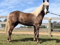 Horse (M), Rocky Mountain Horse — photo 3