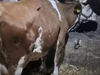 Vaca, Raça cinza húngara — foto 1