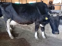 Vaca, Raça Alatau — foto 3