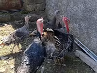 Turkeys — photo 3