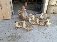 Ducks — photo 2