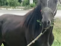 At, Priob horse — foto 1