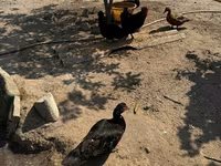 Ducks — foto 4