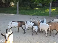 Koza, Nigerian dwarf goats — foto 7