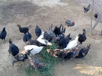 Chickens — फ़ोटो 4