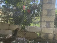 Chickens — photo 2