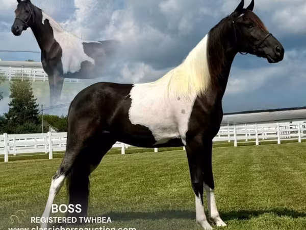 Hengst, Tennessee Walking Horse
