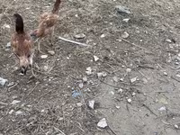 Chickens — Foto 4