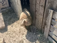Qoyunlar (partiya, cinsi göstərilməyib), Qoyunlar — foto 3