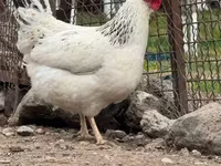 Chickens — Foto 1
