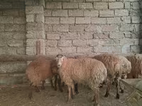 Sheep, Sheep — photo 3