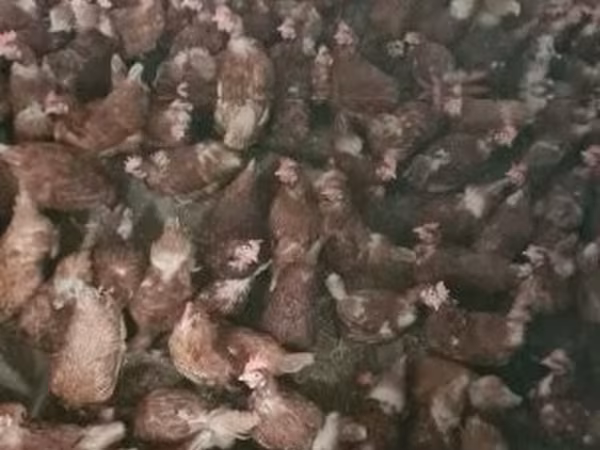 Chickens