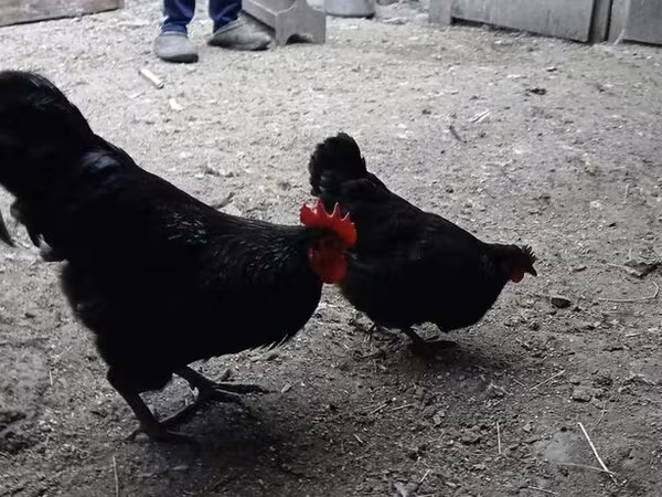 Chickens