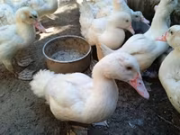 Ducks — zdjęcie 1