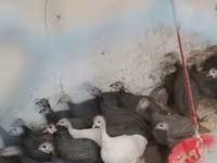 Guinea fowl — 照片 2