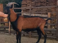 Cabro, Alpine goat — foto 4